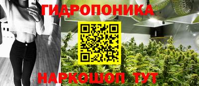 шишки Дубна
